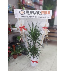 2'Li Marginata (saksı)