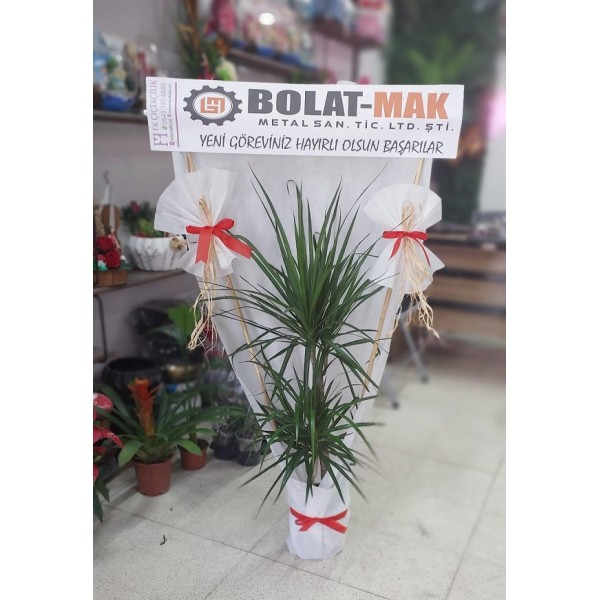 2'Li Marginata (saksı)